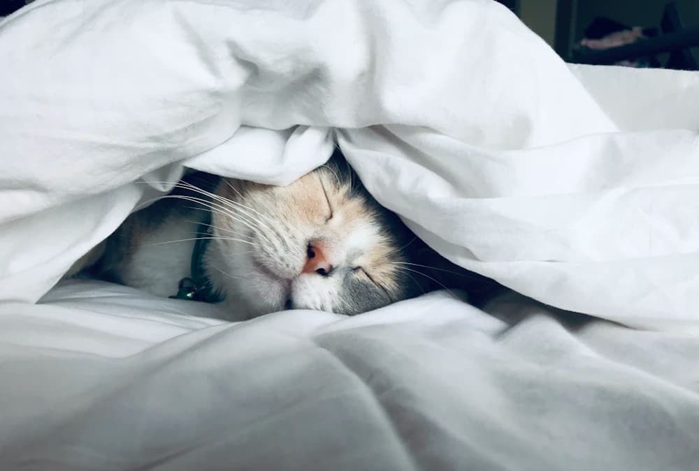 Dormire meglio: strategie contro l'insonnia